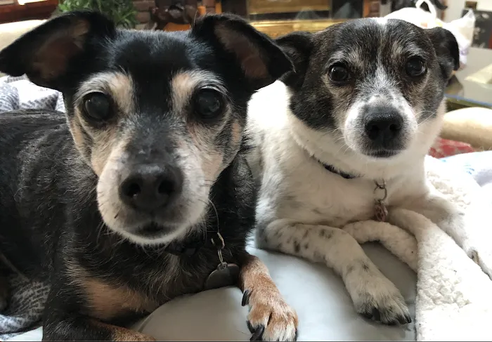 Mid Island Animal Hospital 10