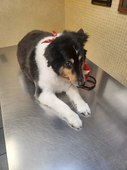 Mid Island Animal Hospital 4