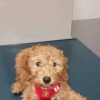 Animal Care Center of Plainview ico