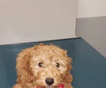 Animal Care Center of Plainview