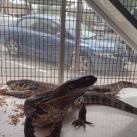 Tortoise and the Hare Common to Exotic Pets LLC ico