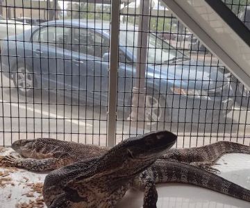 Tortoise and the Hare Common to Exotic Pets LLC