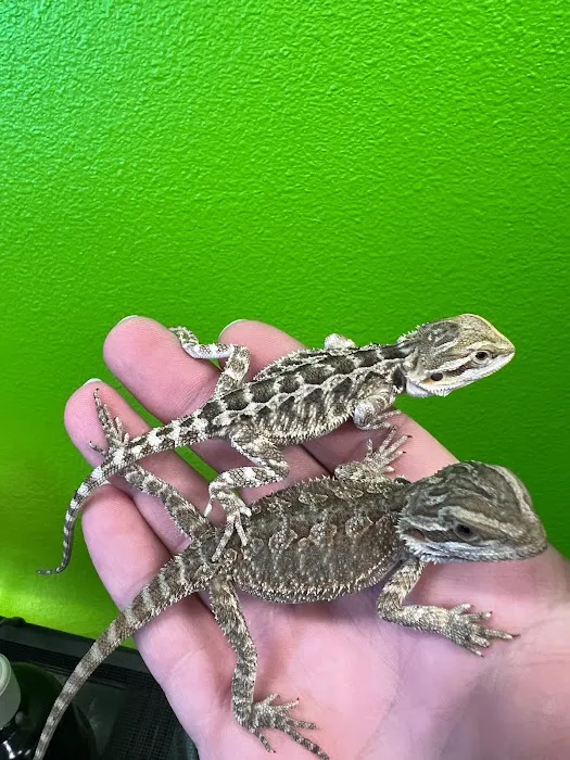 Tortoise and the Hare Common to Exotic Pets LLC 2