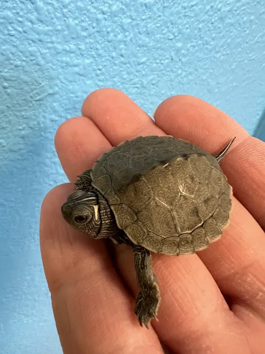 Tortoise and the Hare Common to Exotic Pets LLC 4