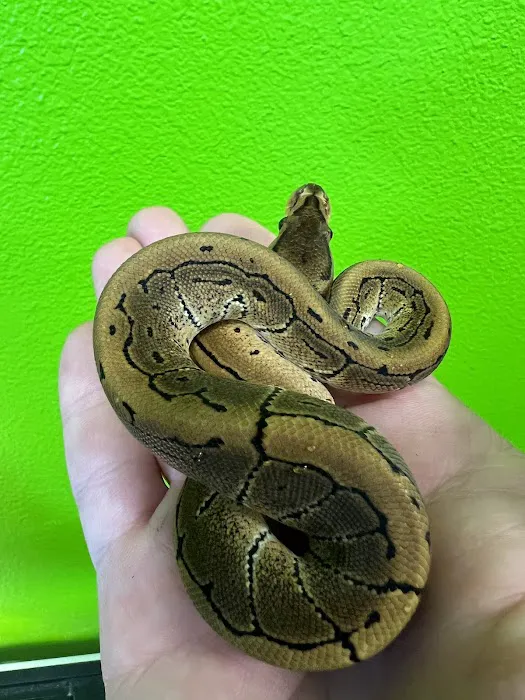 Tortoise and the Hare Common to Exotic Pets LLC 10