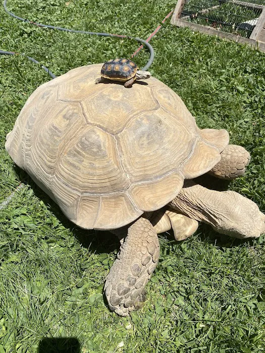 Tortoise and the Hare Common to Exotic Pets LLC 8
