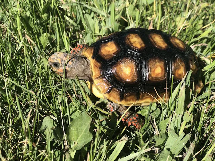 Tortoise and the Hare Common to Exotic Pets LLC 7