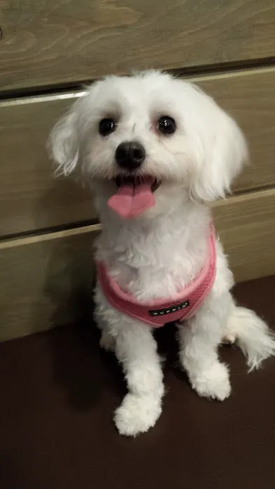 My Pets Vet 5