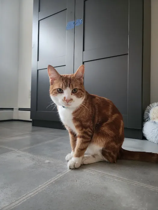 My Pets Vet 9