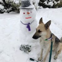 My Pets Vet ico