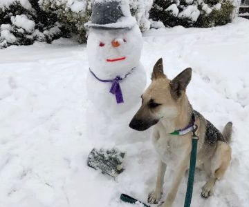 My Pets Vet