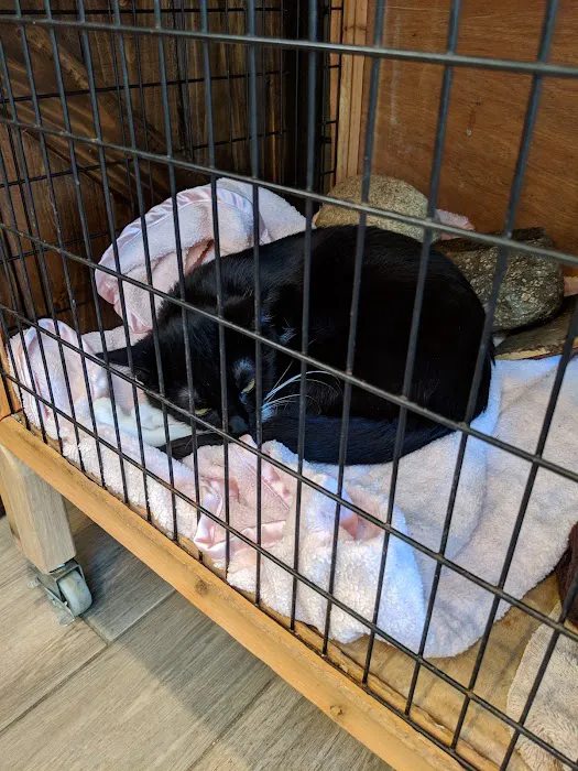 My Pets Vet 10