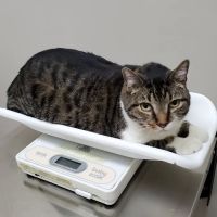 East Meadow Veterinary Center ico