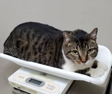 East Meadow Veterinary Center
