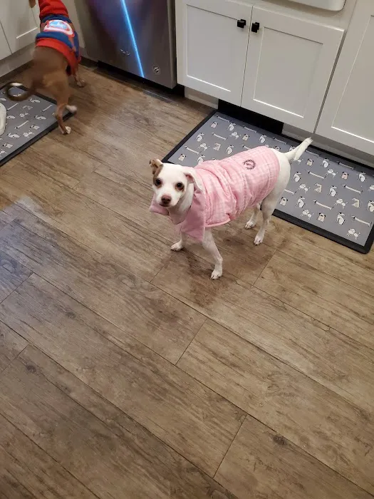 VCA East Meadow Animal Hospital 2