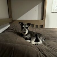 Oath Animal Hospital ico