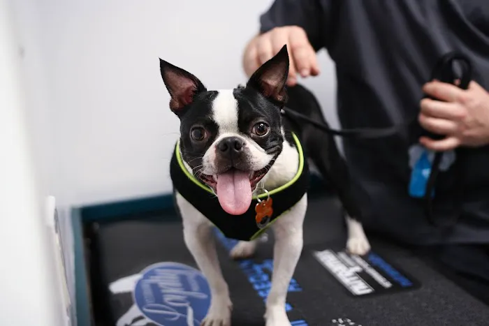 Levittown Animal Hospital 5