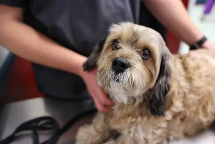 Levittown Animal Hospital 6
