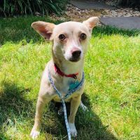 Levittown Animal Hospital ico