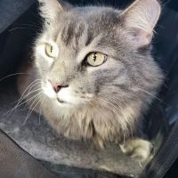 Meadowbrook Animal Hospital ico