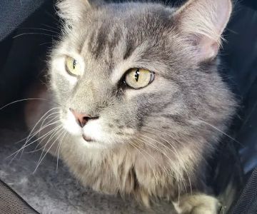 Meadowbrook Animal Hospital