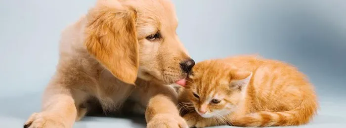 Meadowbrook Animal Hospital 12