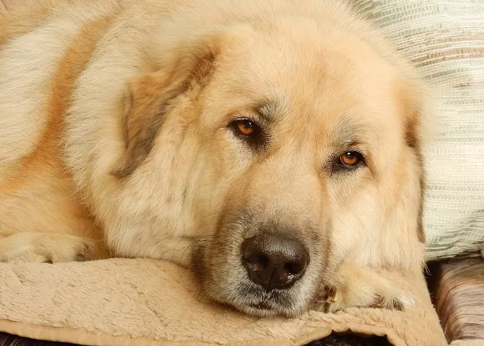 Meadowbrook Animal Hospital 12