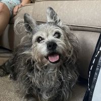 Island Park Animal Hospital ico
