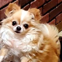 East Village Green Animal Hospital ico