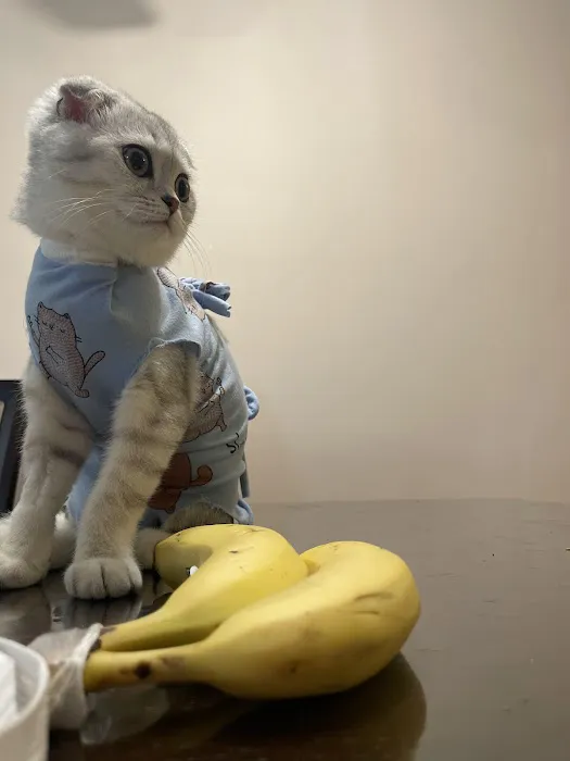 4 Legged Friends Veterinary Clinic PC 12