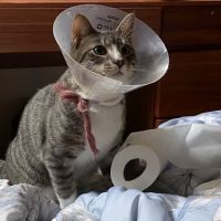 4 Legged Friends Veterinary Clinic PC ico