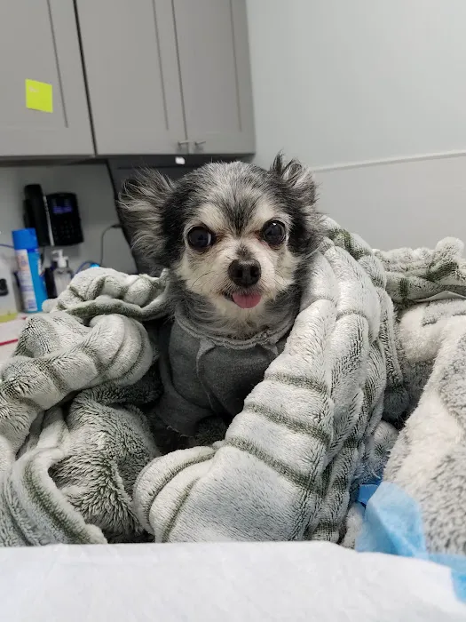 4 Legged Friends Veterinary Clinic PC 12