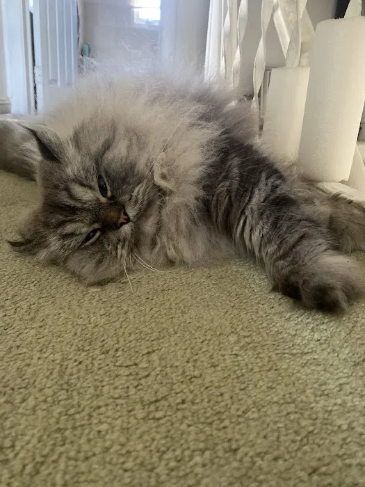 Furry Dream Cattery 12