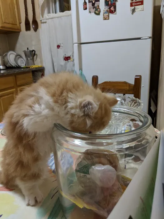 Furry Dream Cattery 12
