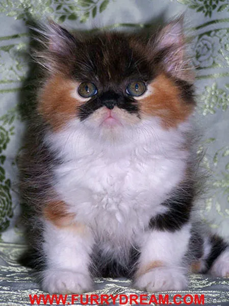 Furry Dream Cattery 12