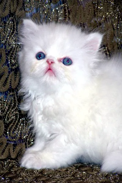 Furry Dream Cattery 12