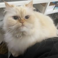 Furry Dream Cattery ico