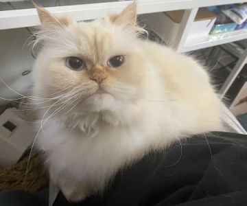 Furry Dream Cattery