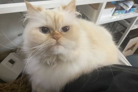Furry Dream Cattery