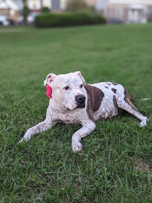 Zen Dog Veterinary Care - At Home Pet Euthanasia 12