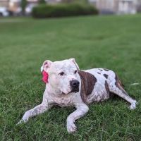 Zen Dog Veterinary Care - At Home Pet Euthanasia ico