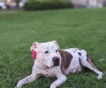 Zen Dog Veterinary Care - At Home Pet Euthanasia
