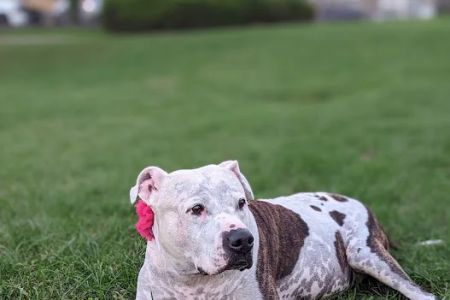 Zen Dog Veterinary Care - At Home Pet Euthanasia