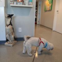 Stamen Animal Hospital ico