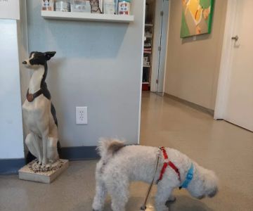 Stamen Animal Hospital