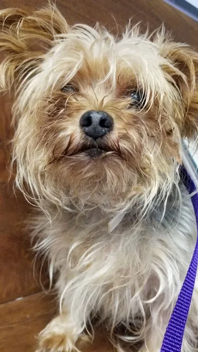 Petchester Veterinary 12