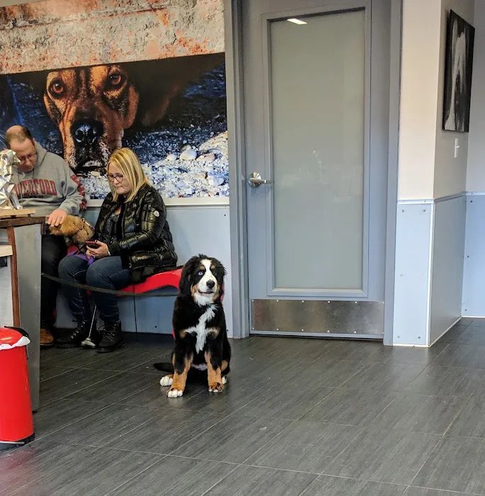 Petchester Veterinary 12