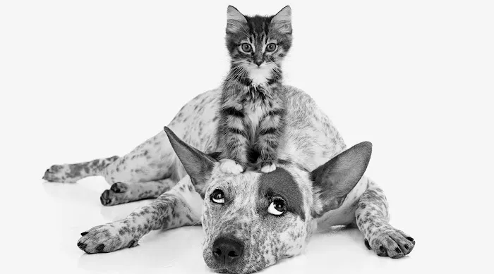 Petchester Veterinary 12