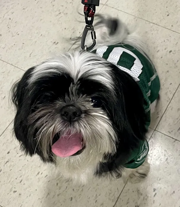 Petchester Veterinary 12