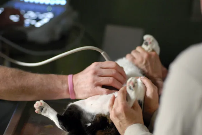 Animal Health Care PC 12